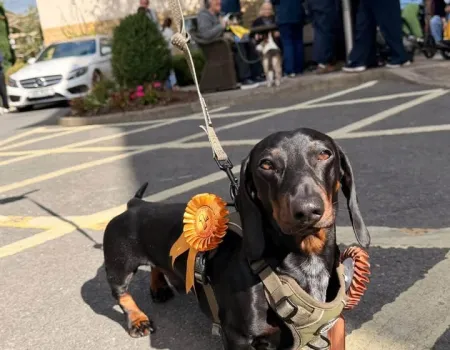 Tail wags and big smiles filled our garden Today for our Community Dog Show!