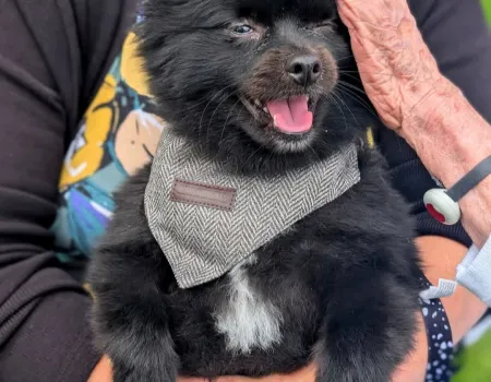 LBG Dog Show!  