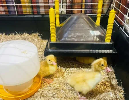 A lovely Afternoon getting an update about our Ducklings that we hatched