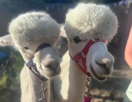 Alpaca time! 