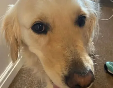 Therapy dog visit!