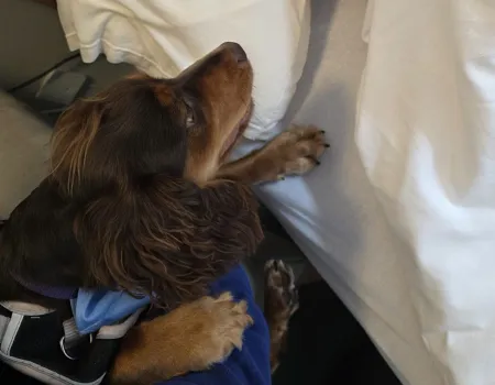 The One with the Waggely Tail