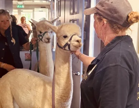 Alpaca time! 