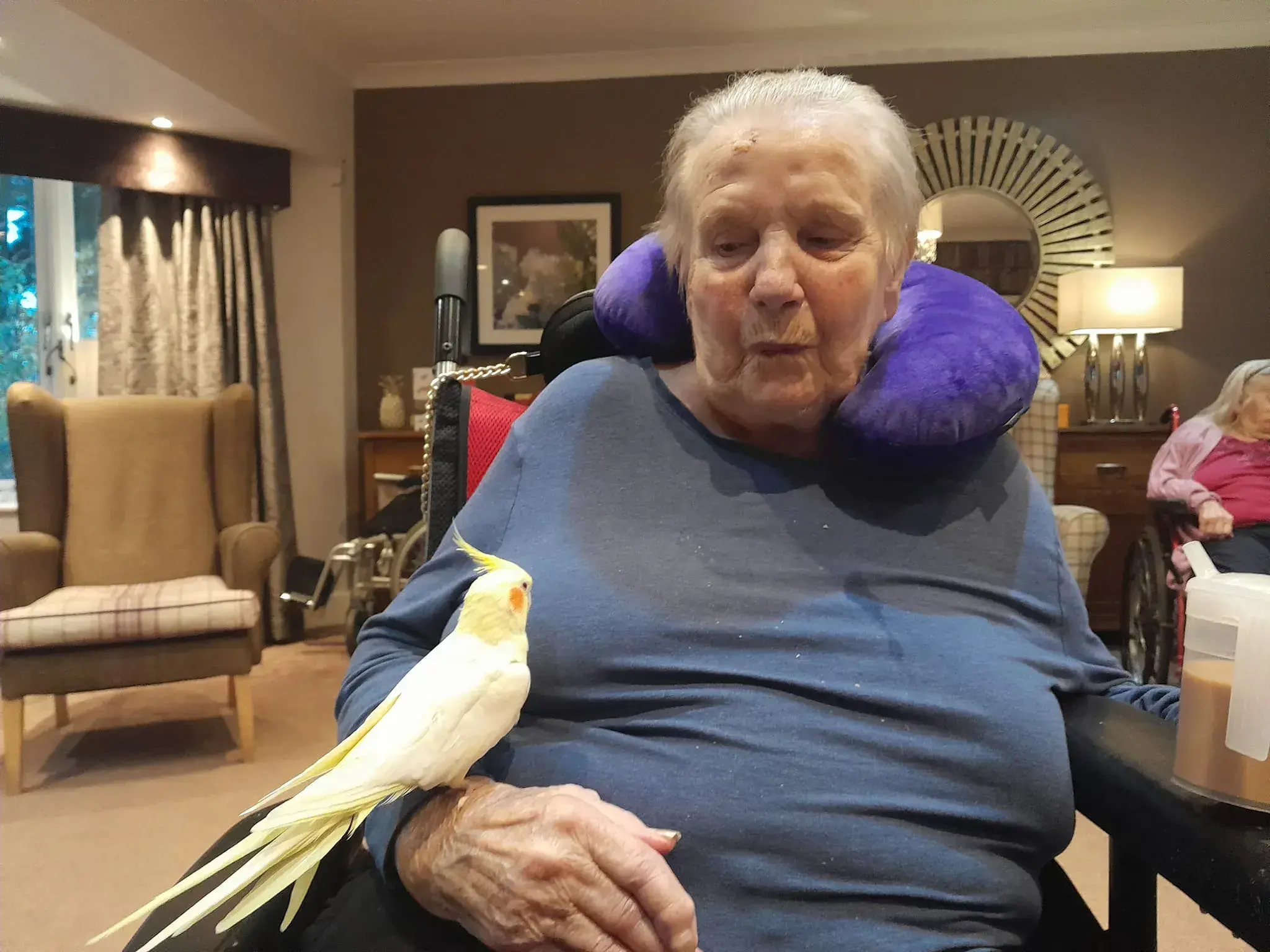 Poppy the Cockatiel