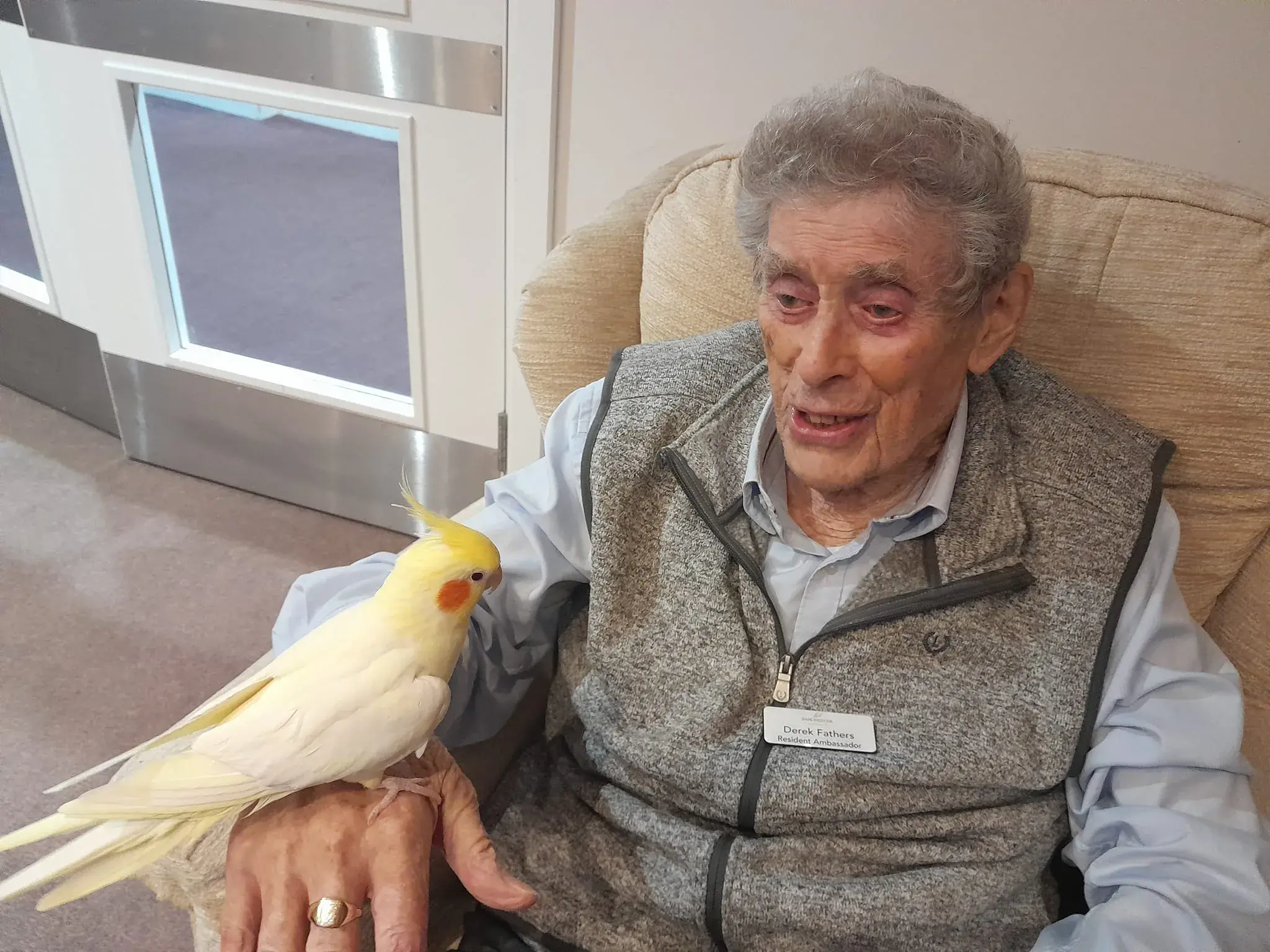 Poppy the Cockatiel