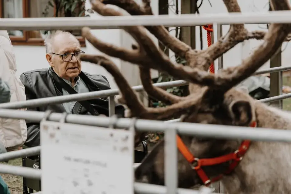 Festive Reindeer Visit