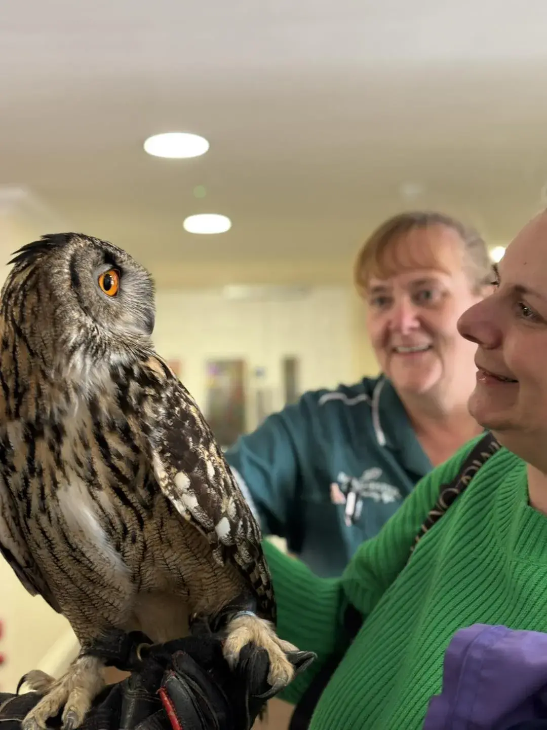 Meet the Owls