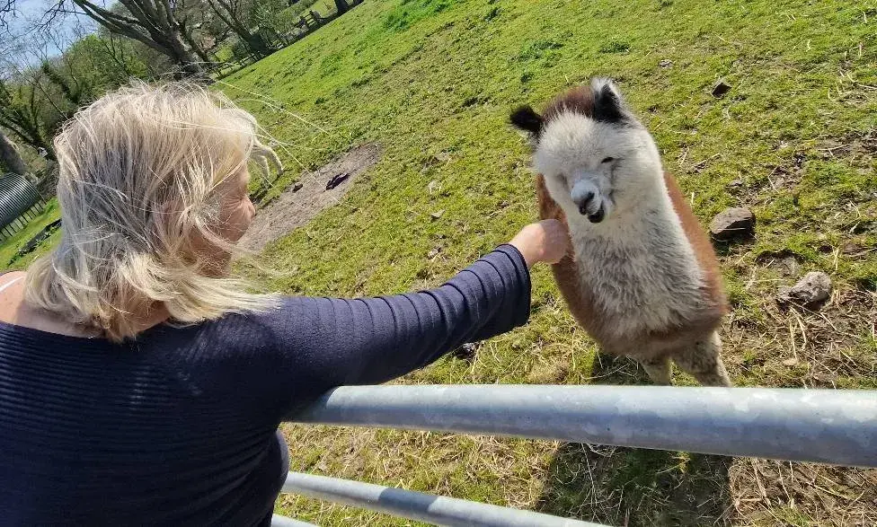 Trip to see the alpacas!