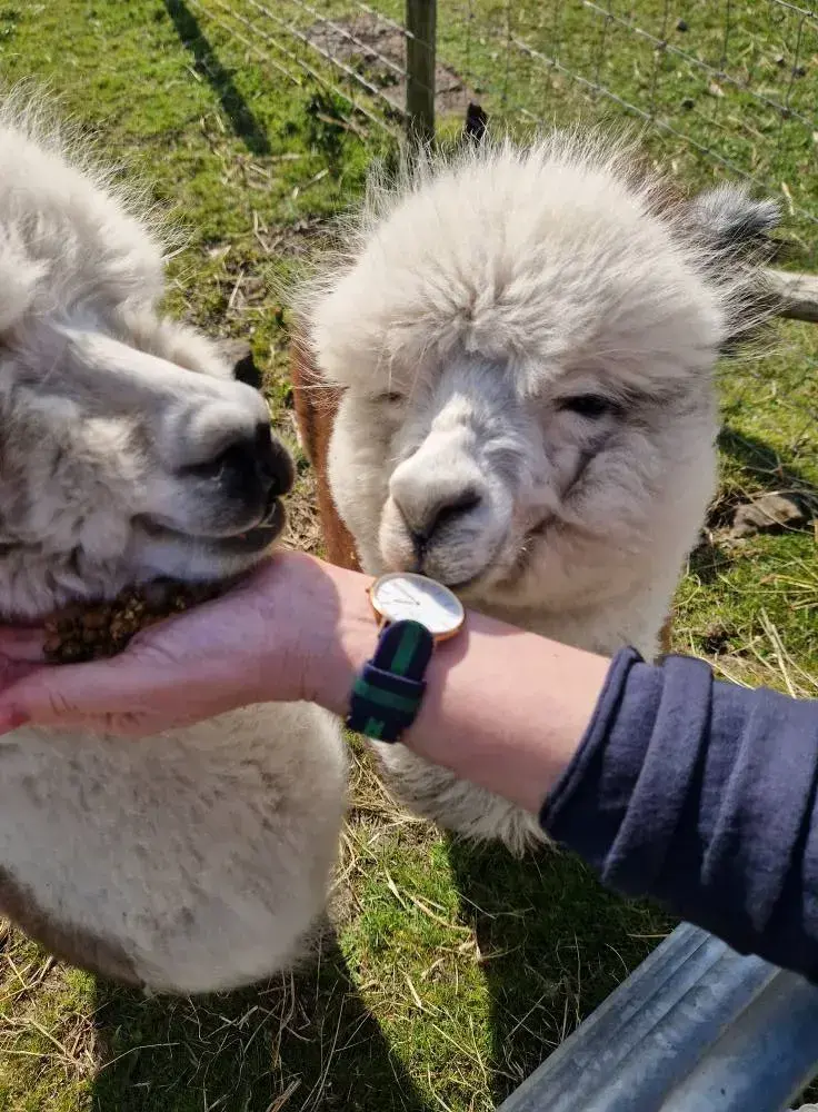 Trip to see the alpacas!