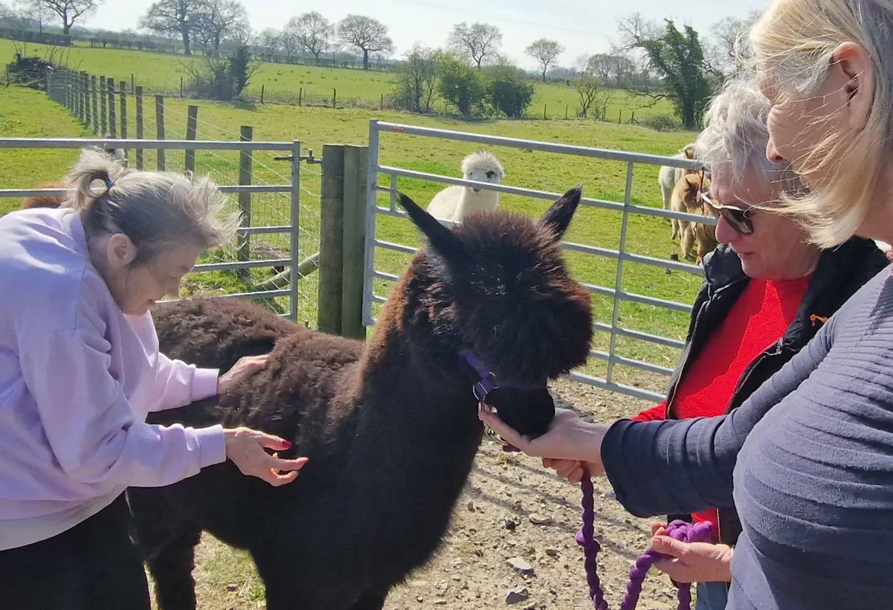 Trip to see the alpacas!