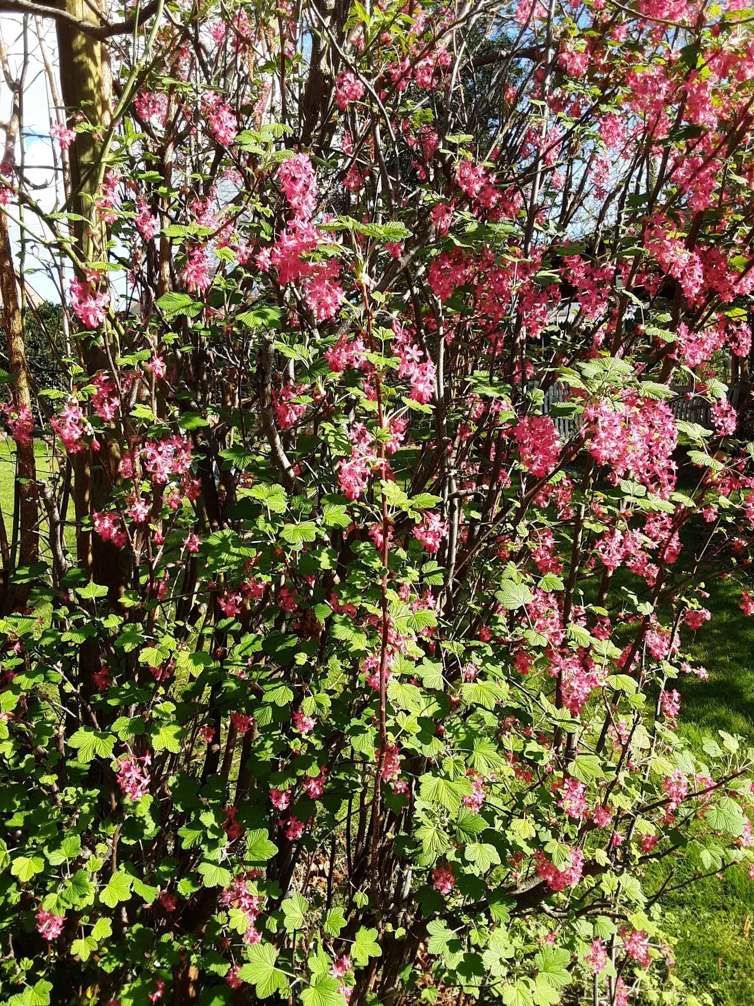 Spring Sunshine