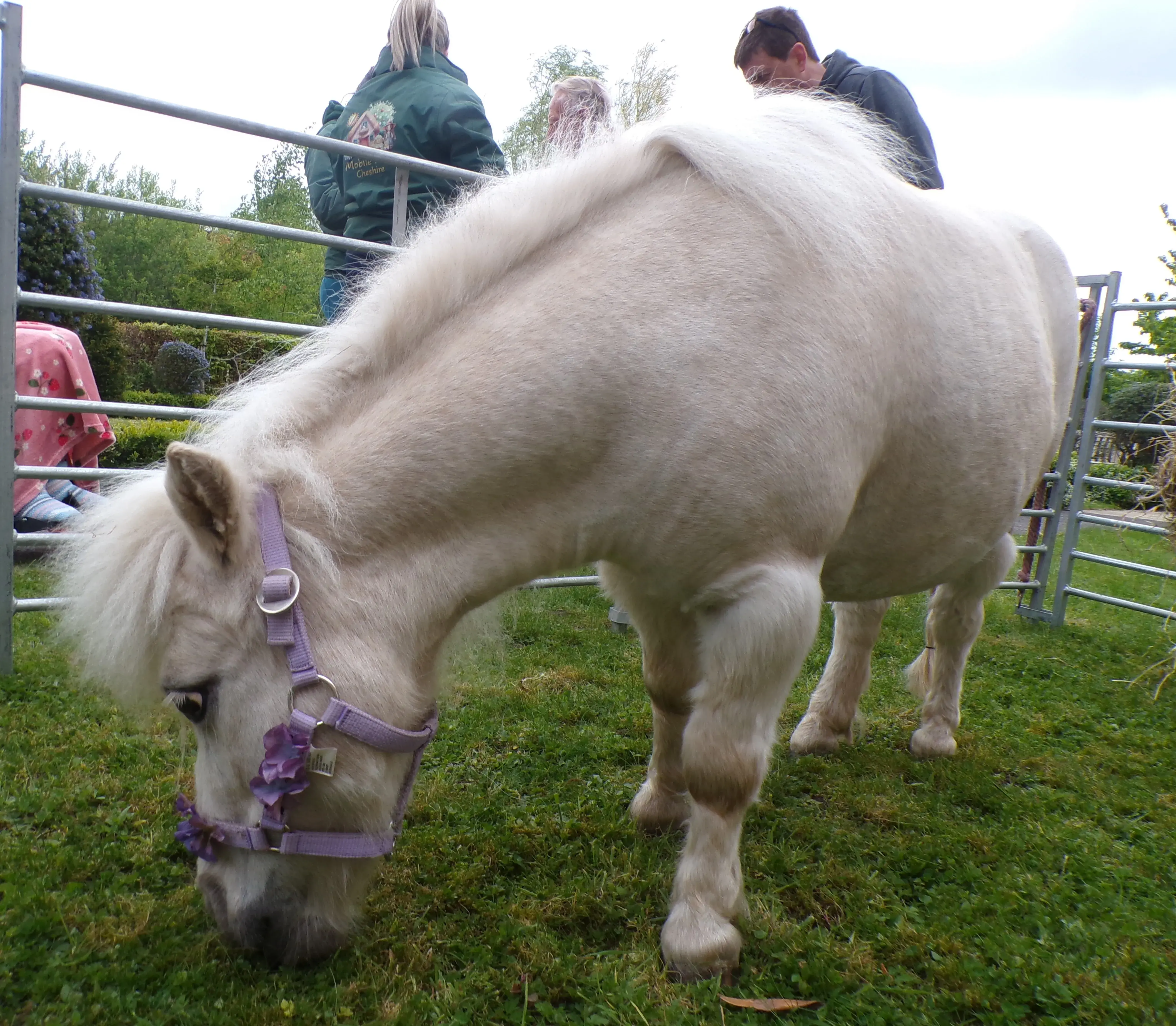 Animal visit