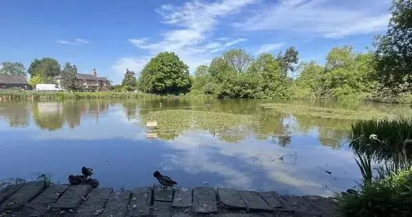 A morning visiting the duck pond