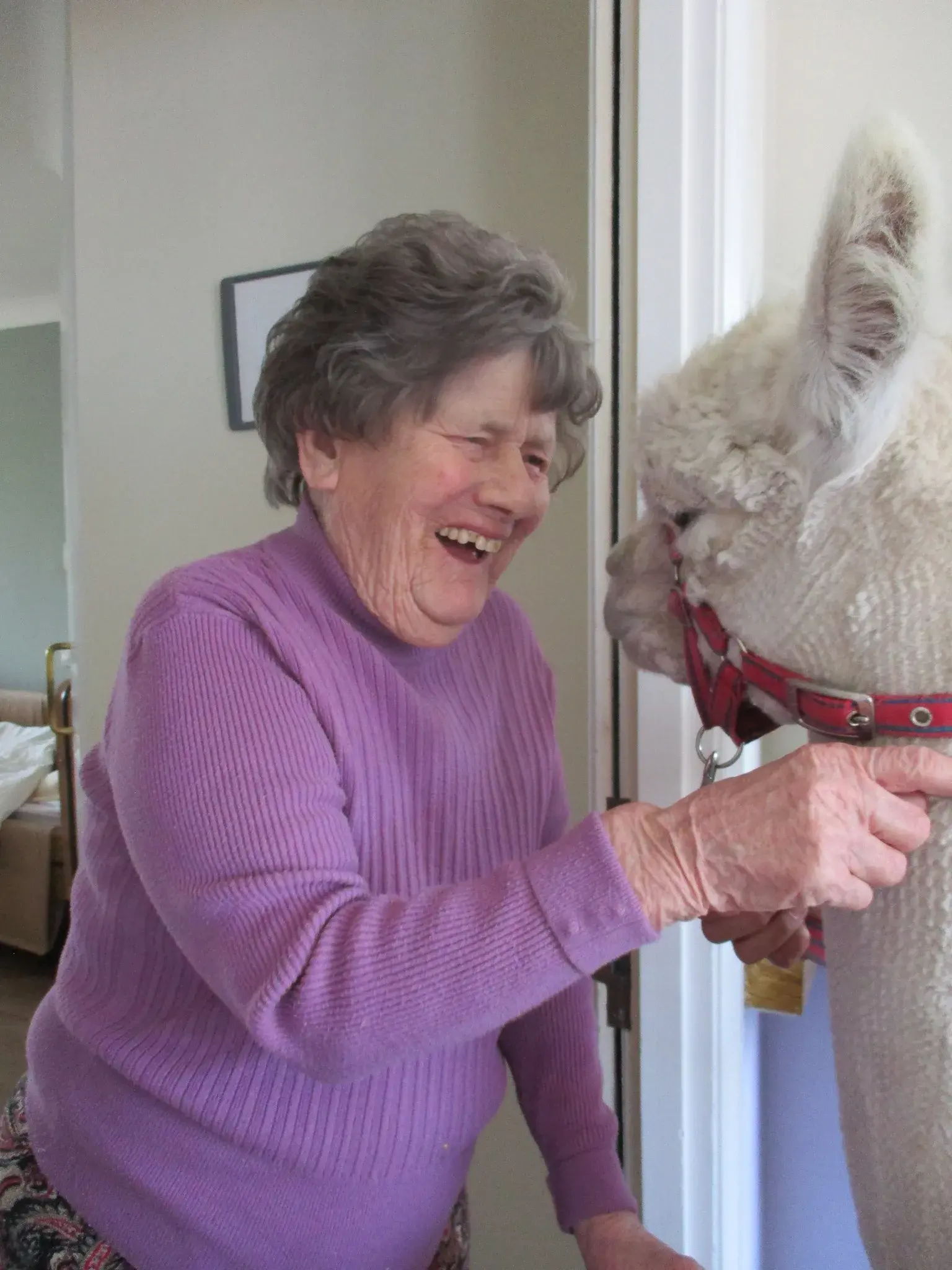A visit from Alpacas!