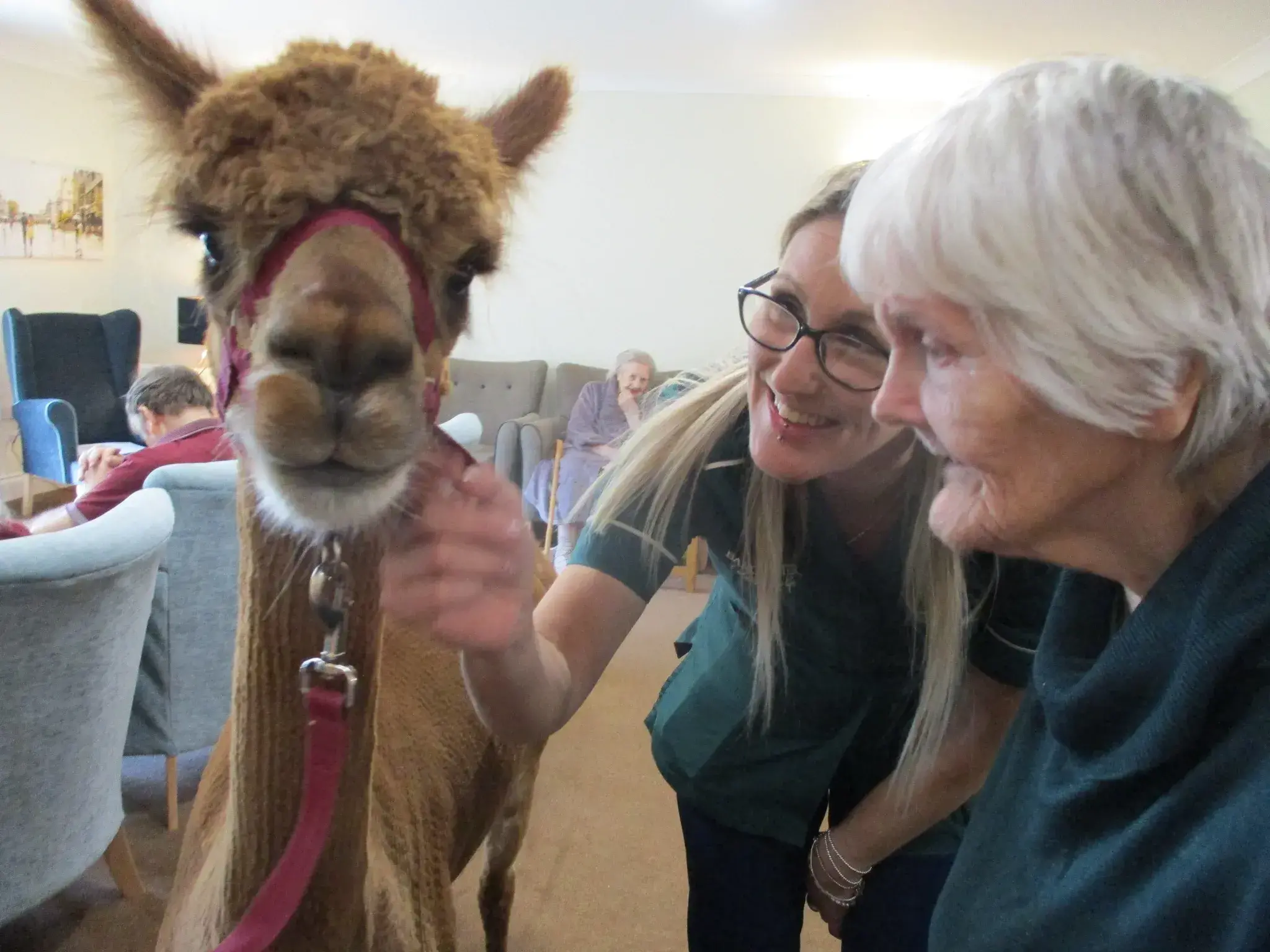 A visit from Alpacas!