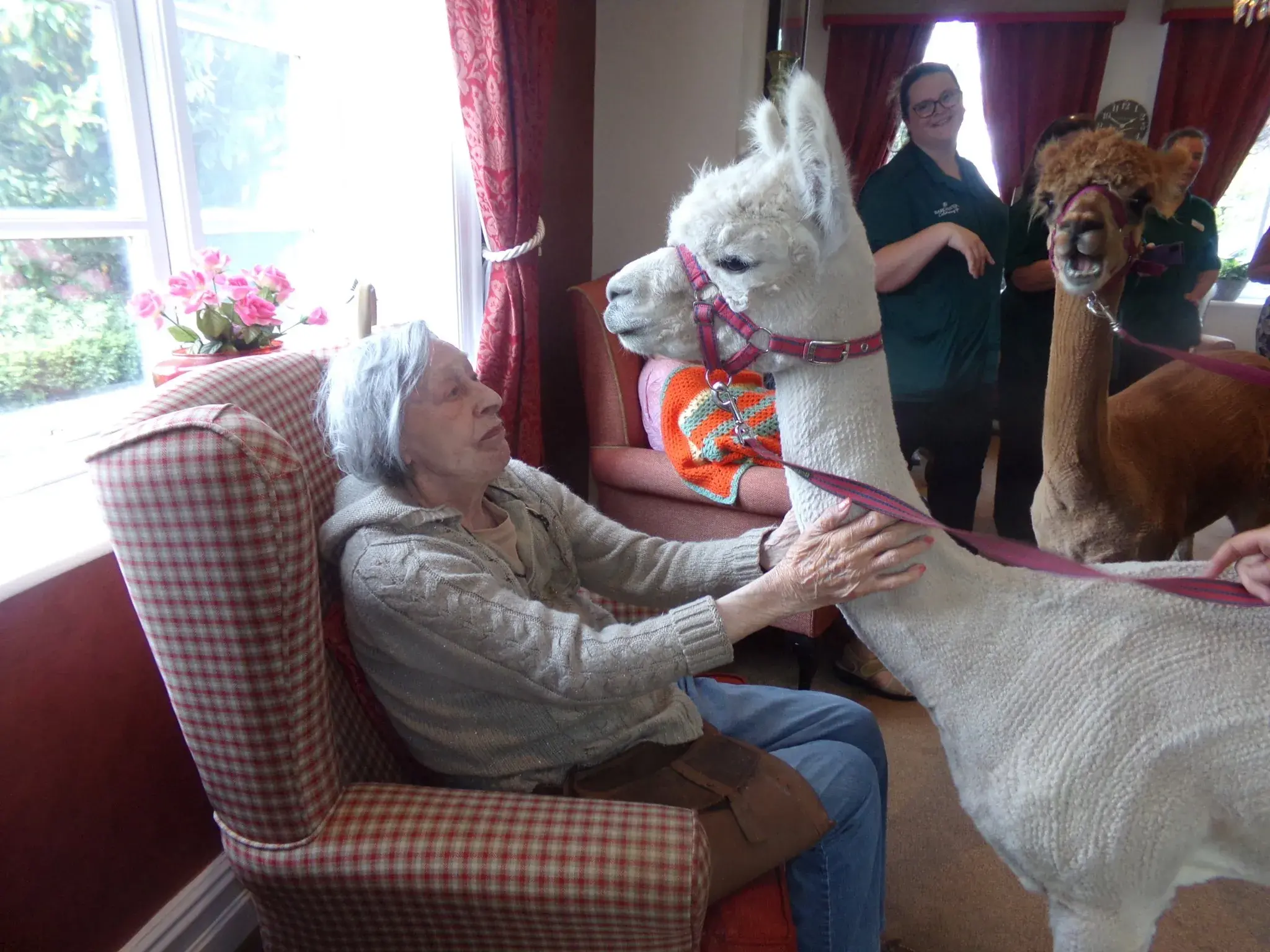 A visit from Alpacas!