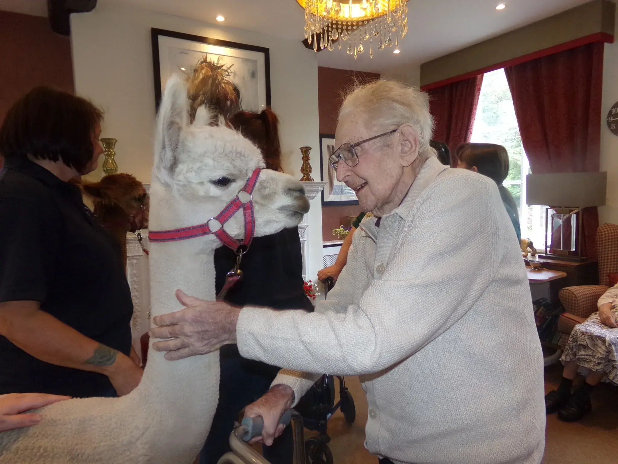 A visit from Alpacas!