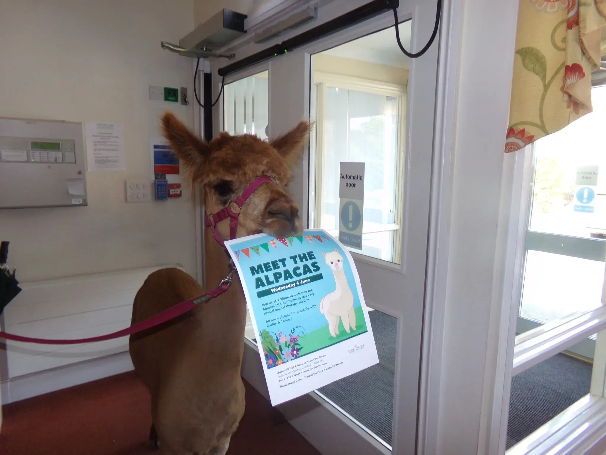 A visit from Alpacas!