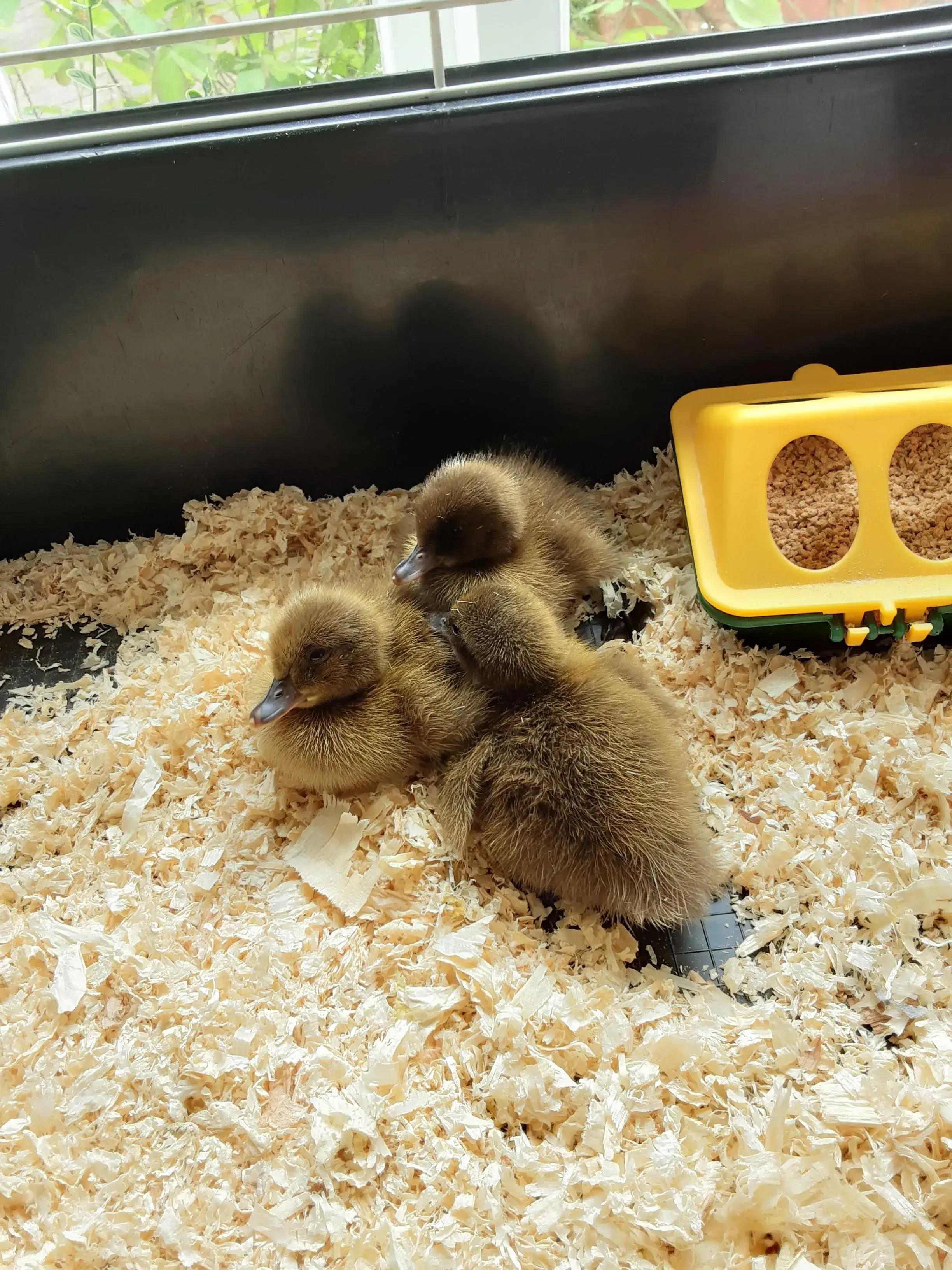 Duck hatching experience!