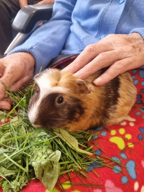 Animal Therapy
