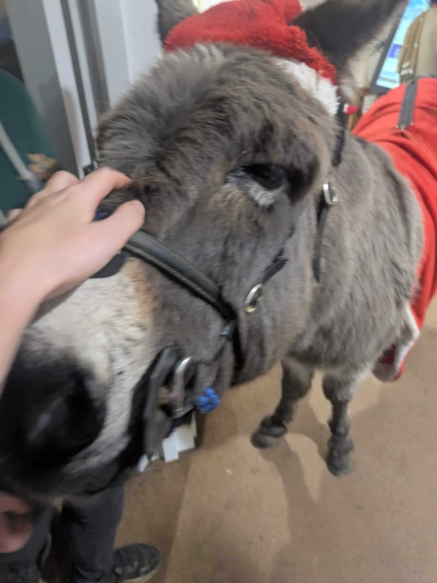 Edna the Donkey