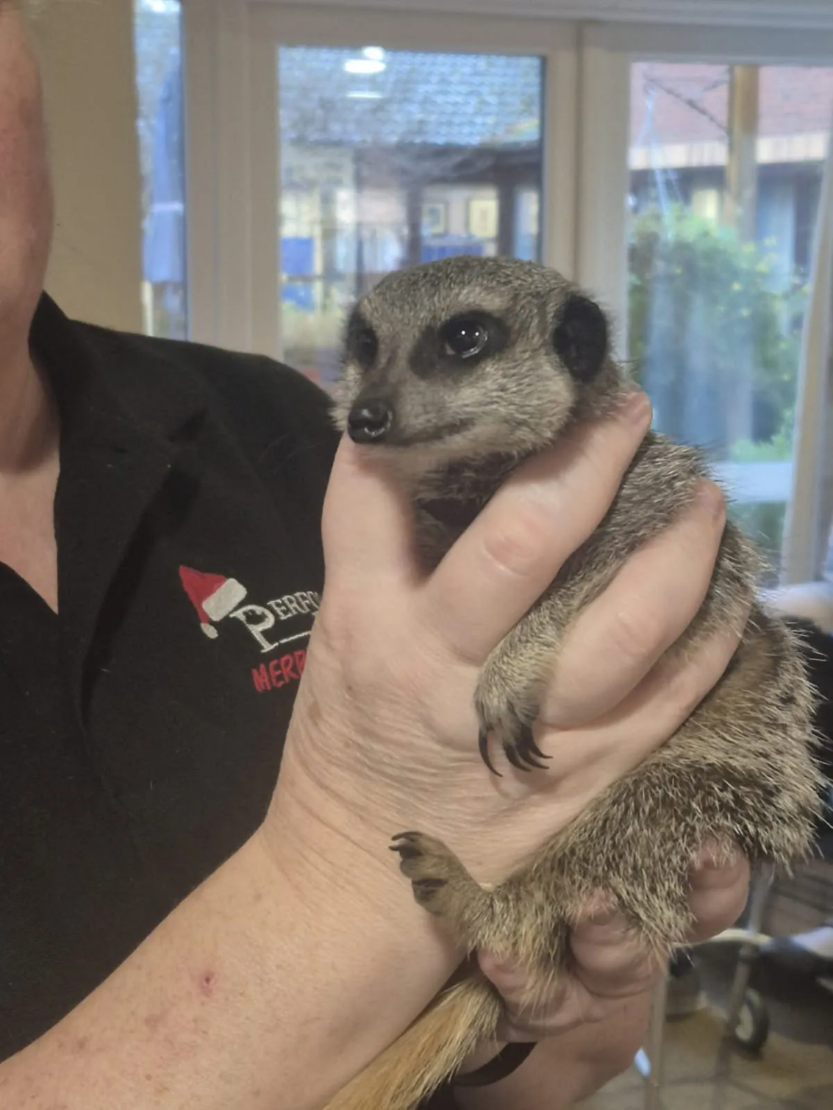 Ringo the Meerkat
