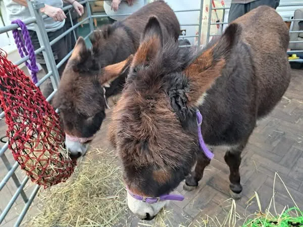 Mini donkeys 
