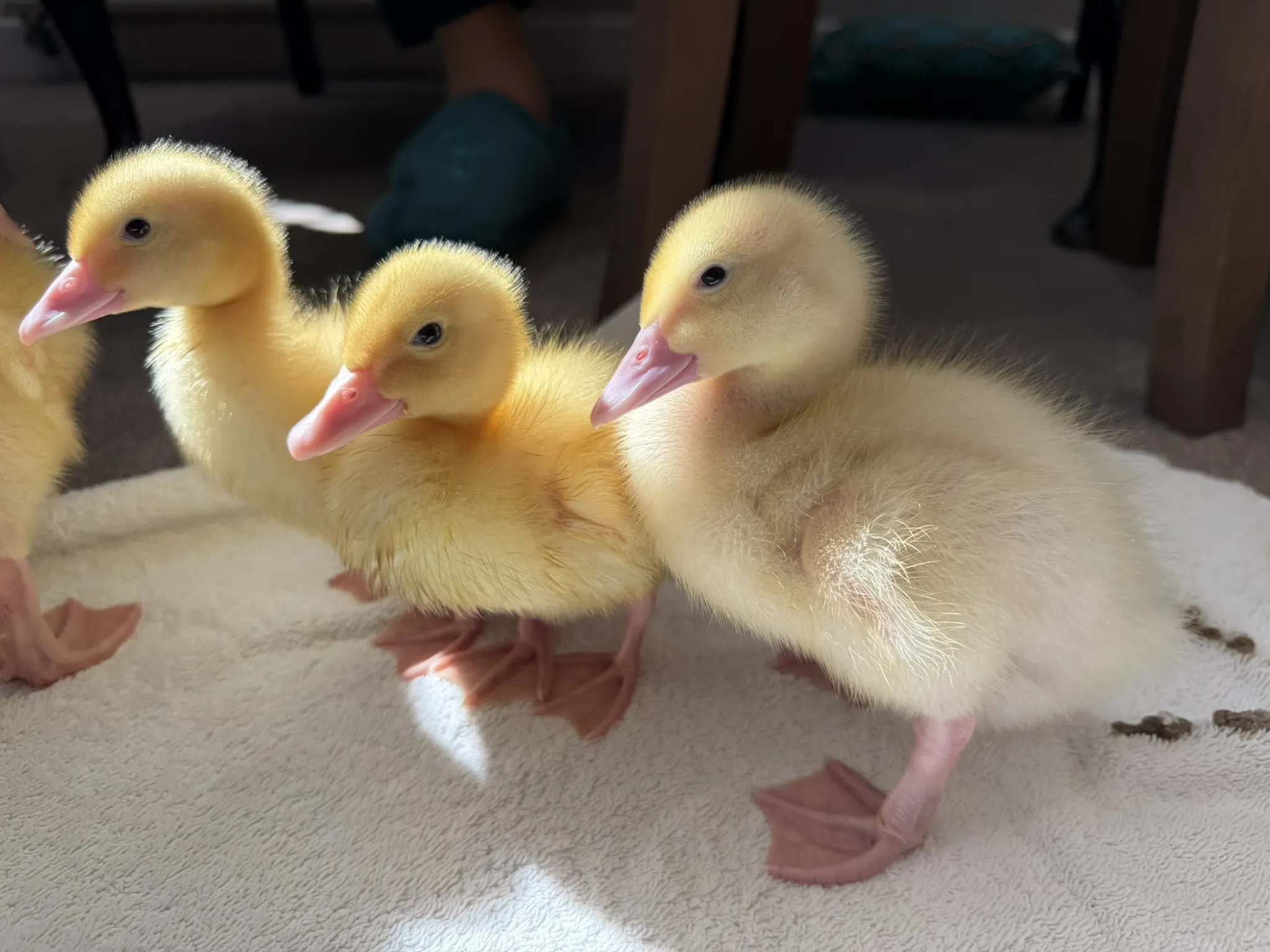 Ashcombe House Welcomes Five Little Ducklings
