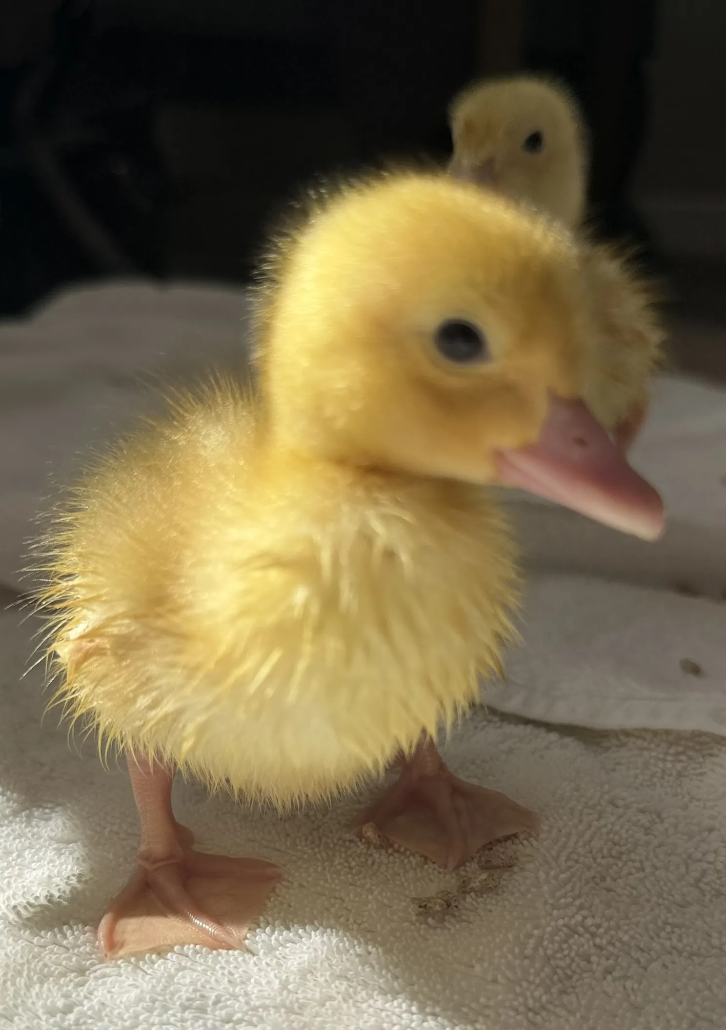 Ashcombe House Welcomes Five Little Ducklings