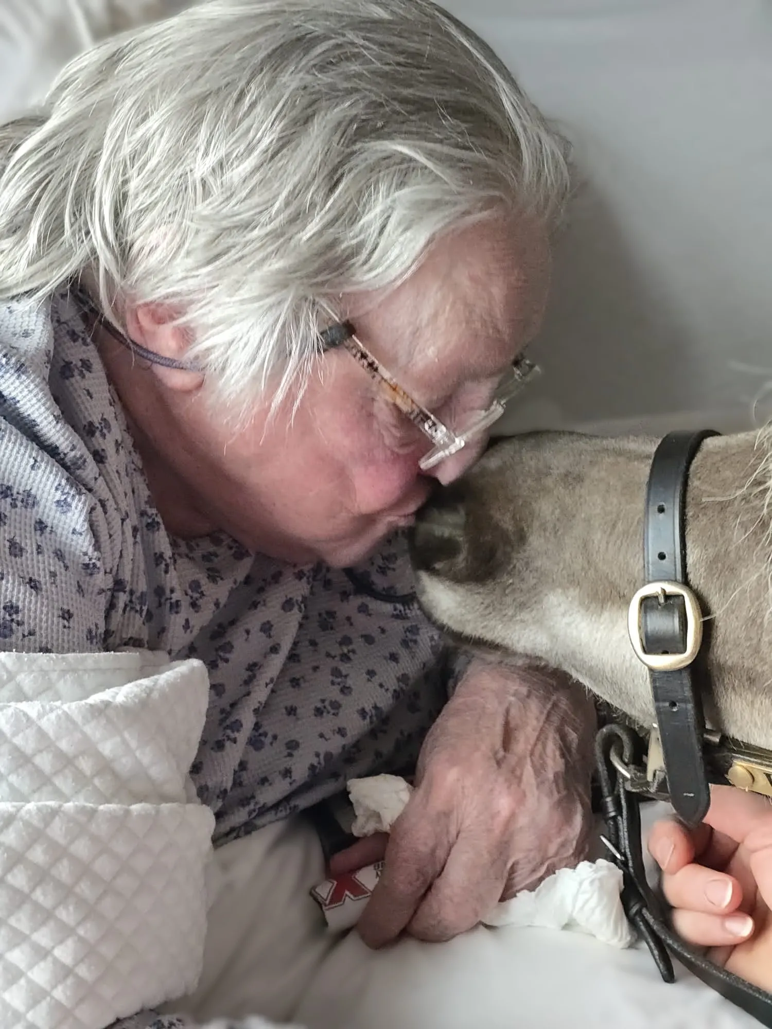 Minature Therapy Horse 'Vino' 