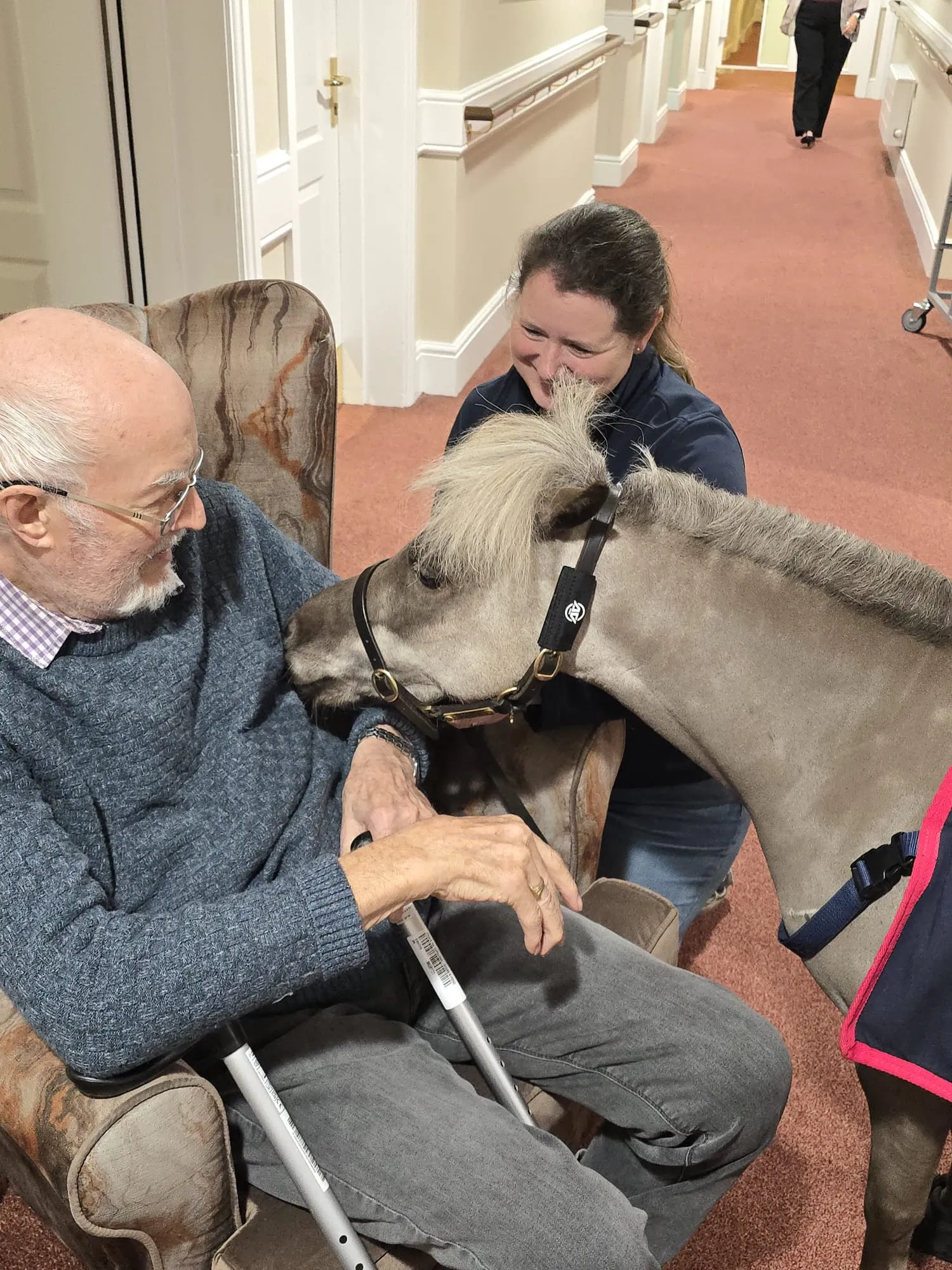 Minature Therapy Horse 'Vino' 