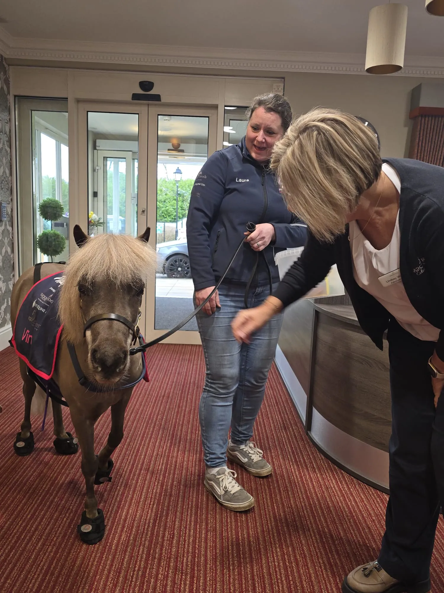Minature Therapy Horse 'Vino' 