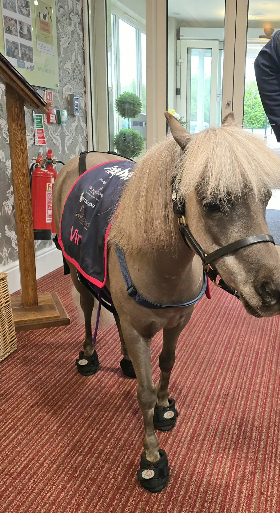 Minature Therapy Horse 'Vino' 