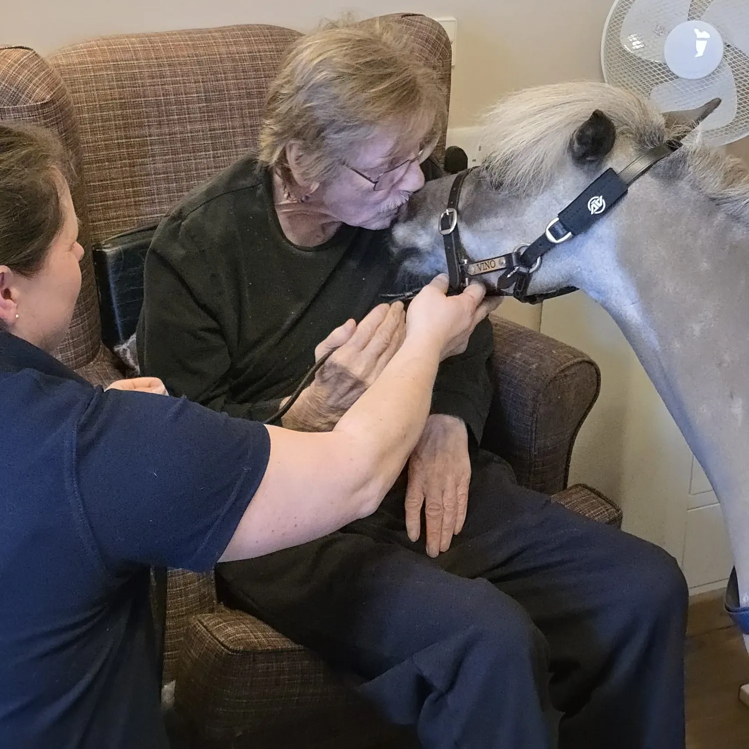 Minature Therapy Horse 'Vino' 