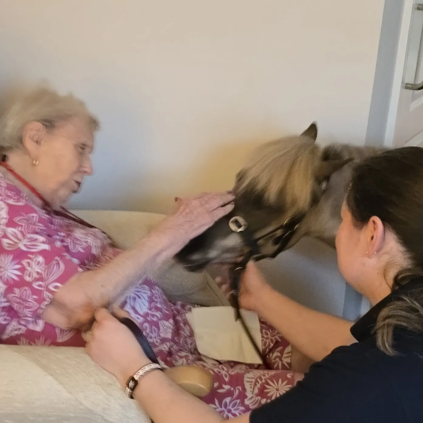 Minature Therapy Horse 'Vino' 