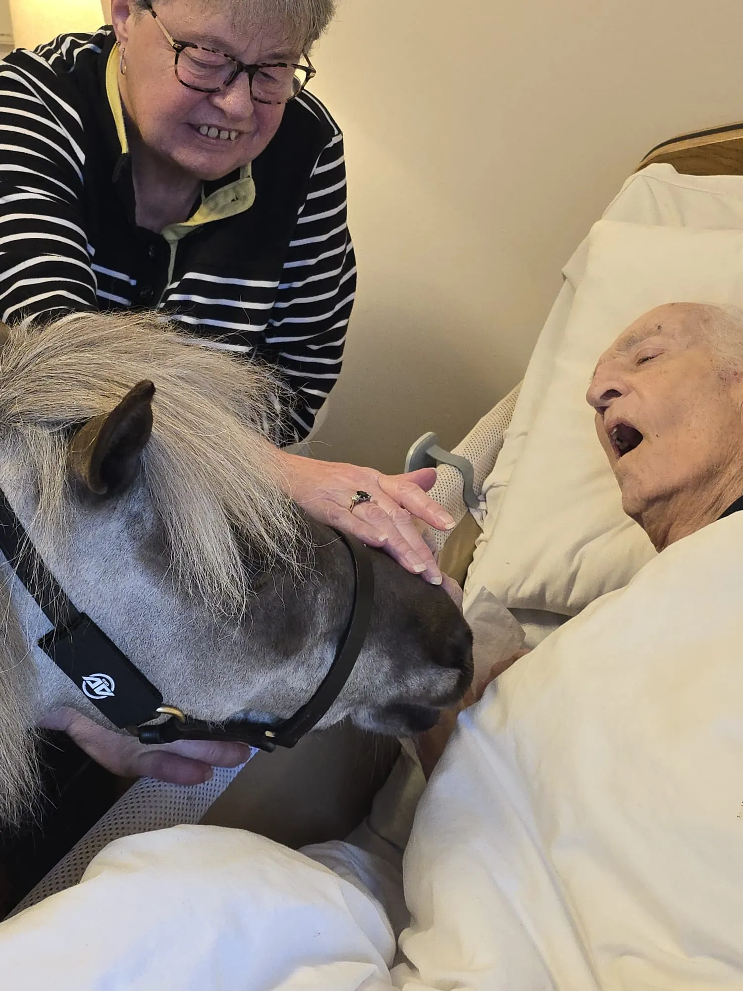 Minature Therapy Horse 'Vino' 