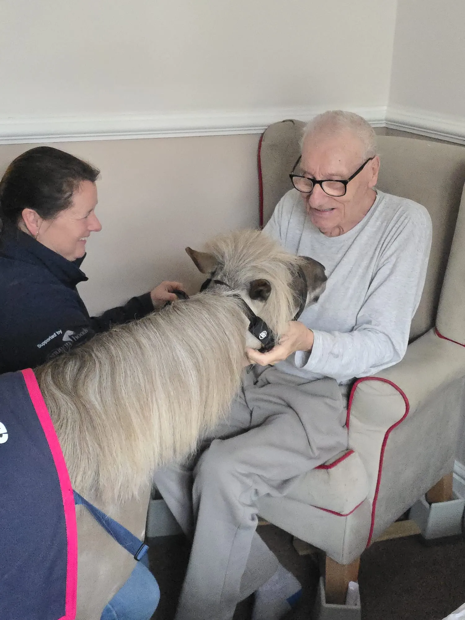 Minature Therapy Horse 'Vino' 
