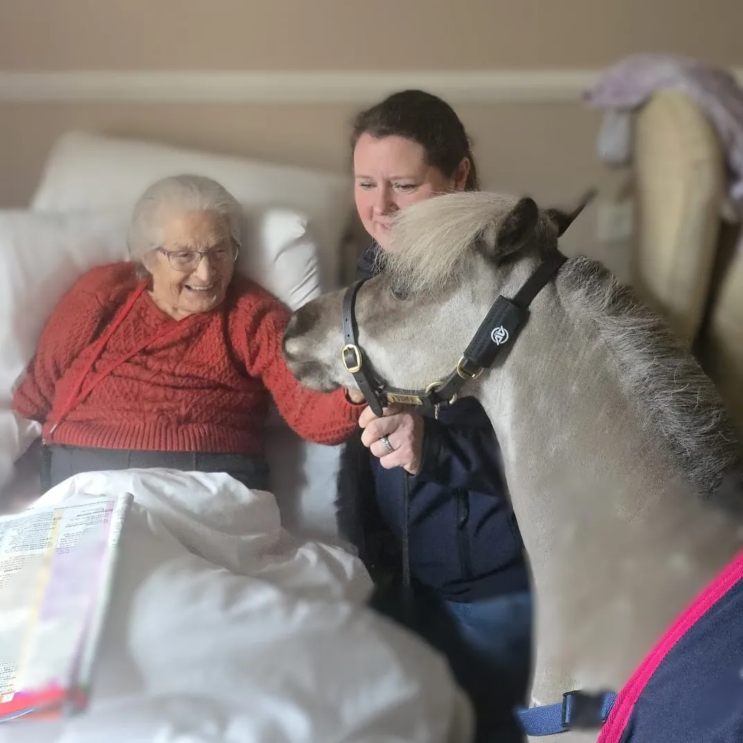 Minature Therapy Horse 'Vino' 
