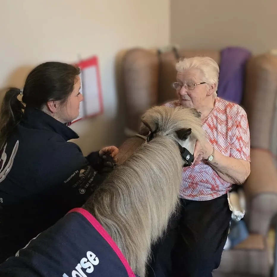 Minature Therapy Horse 'Vino' 