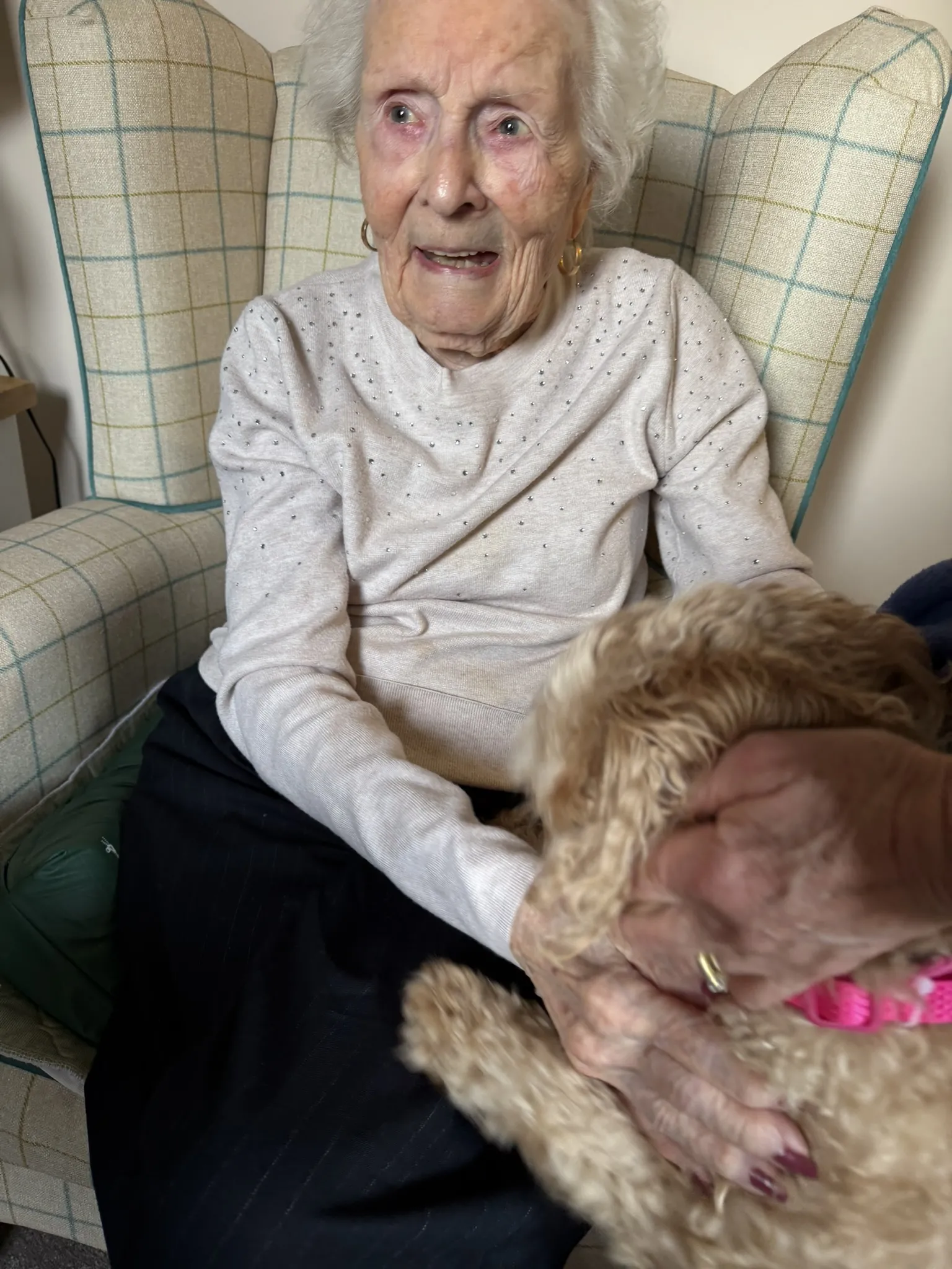 PAT Dog Tilly