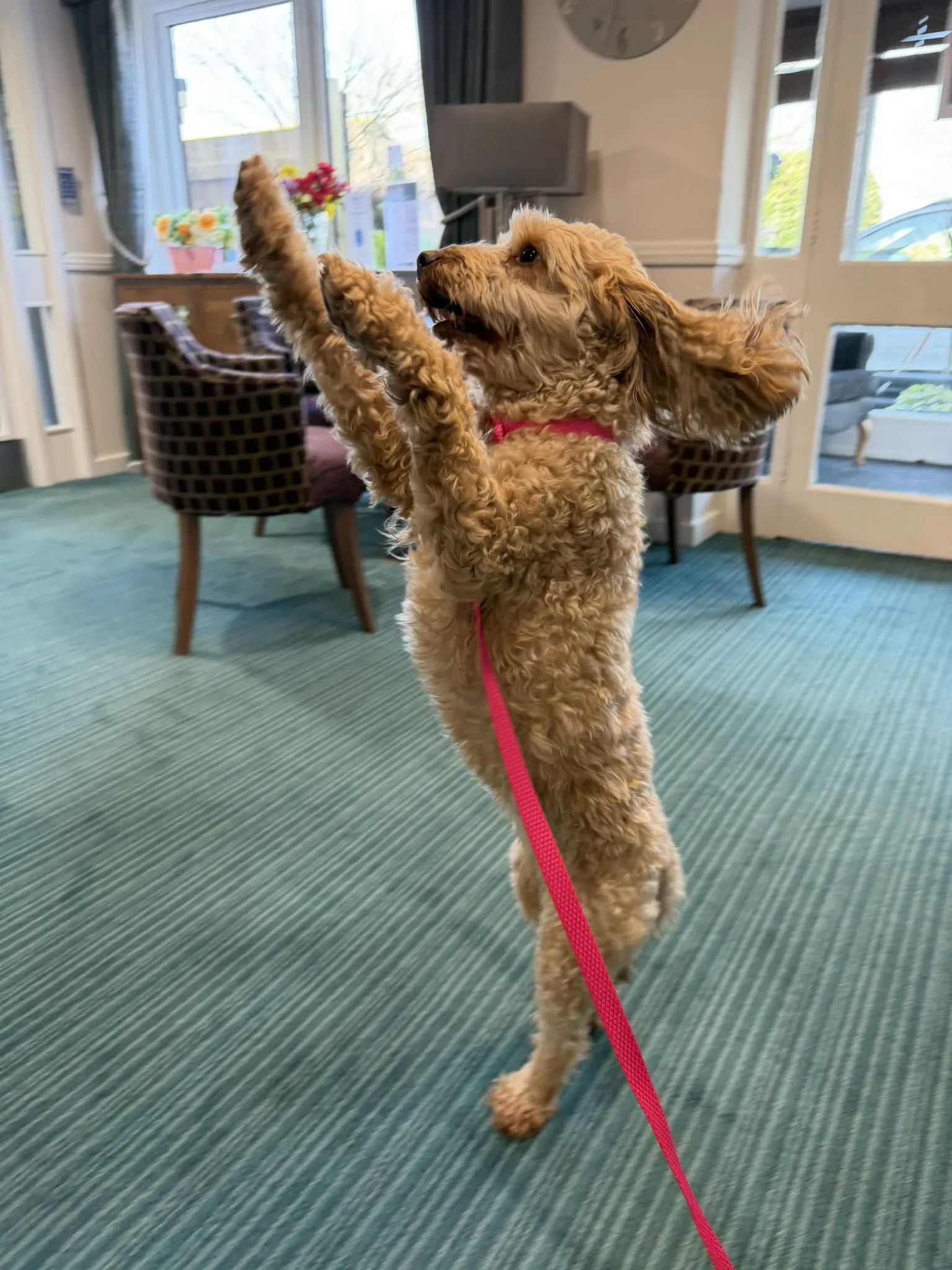 PAT Dog Tilly