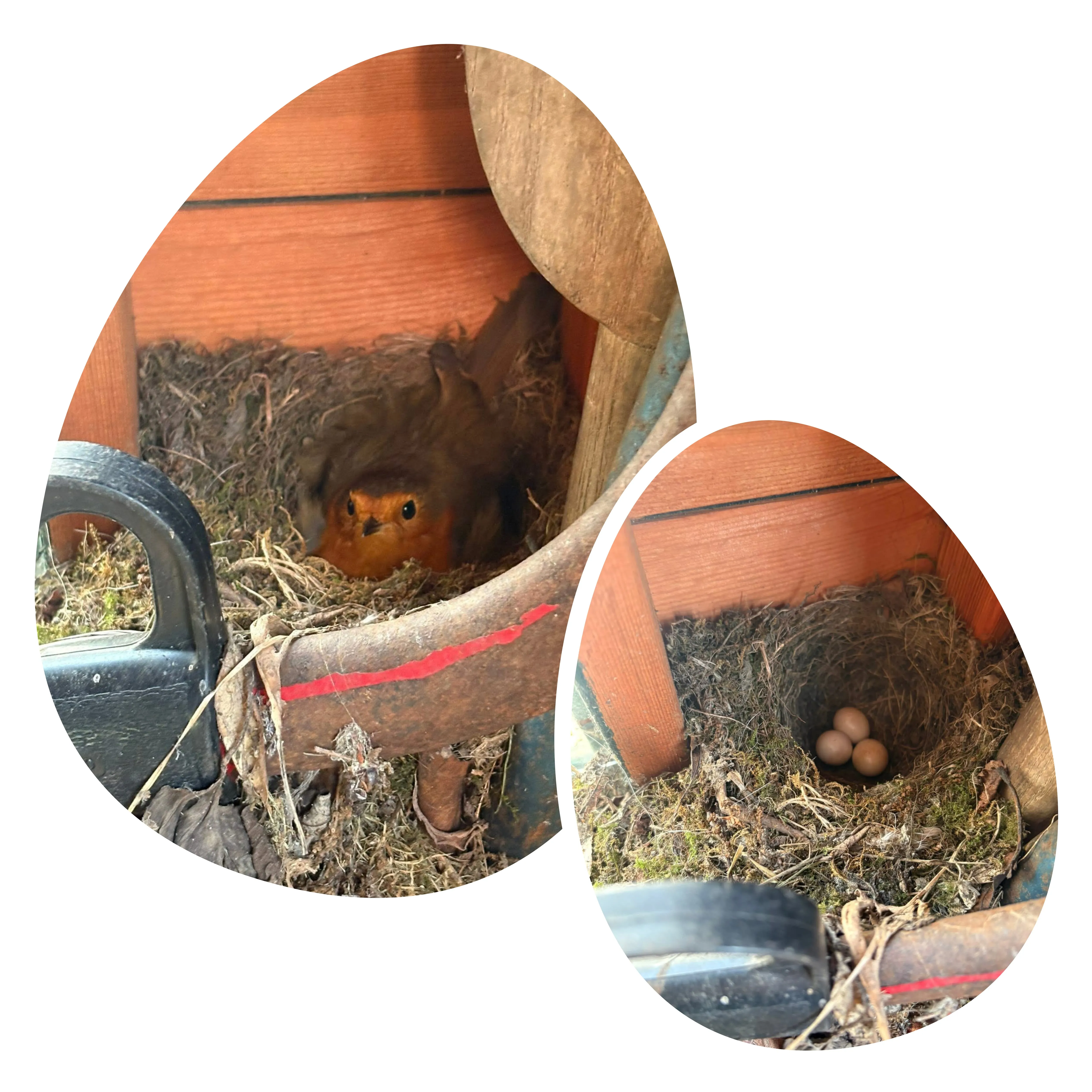 It’s nesting season