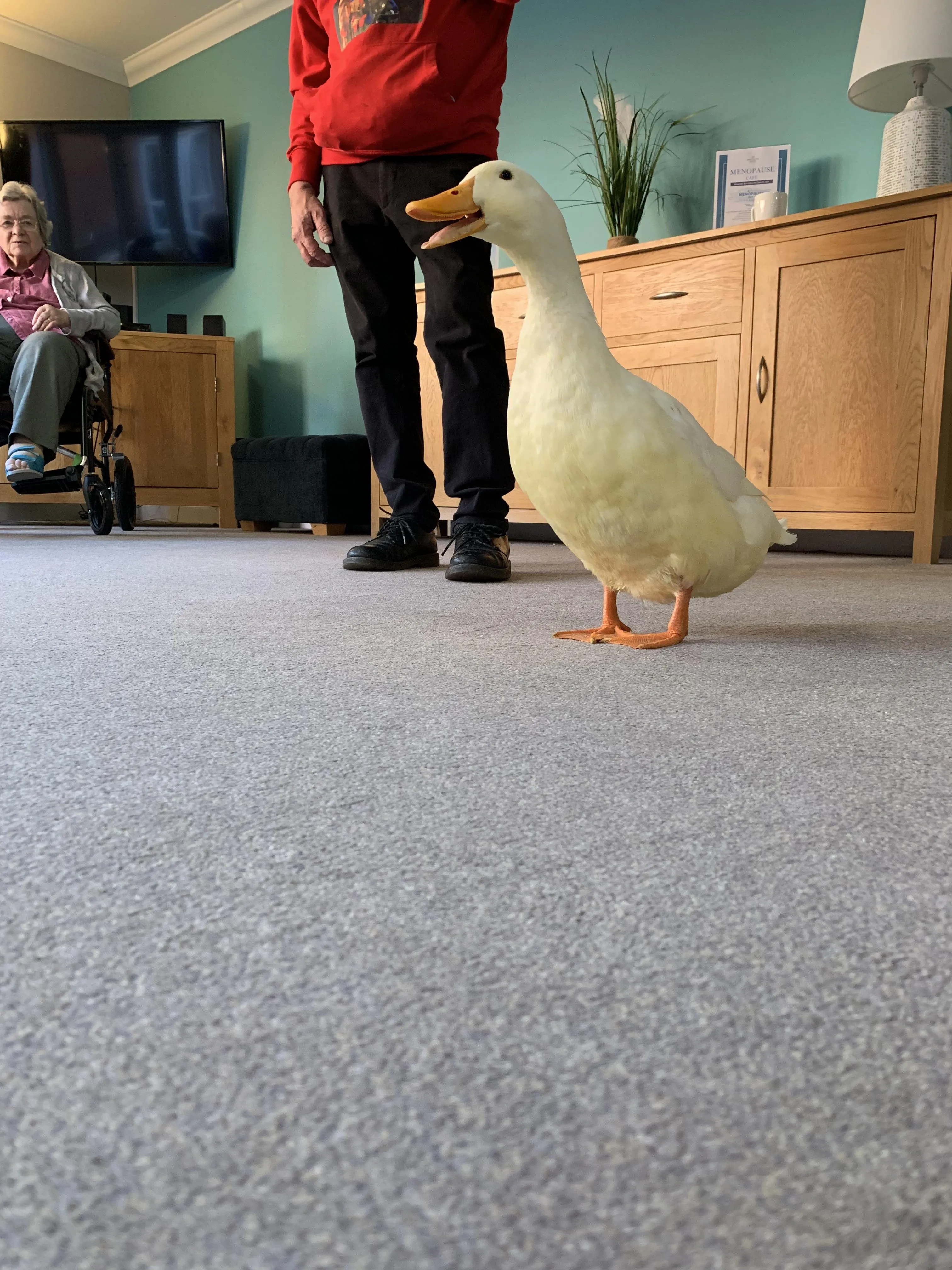 Therapy ducks 
