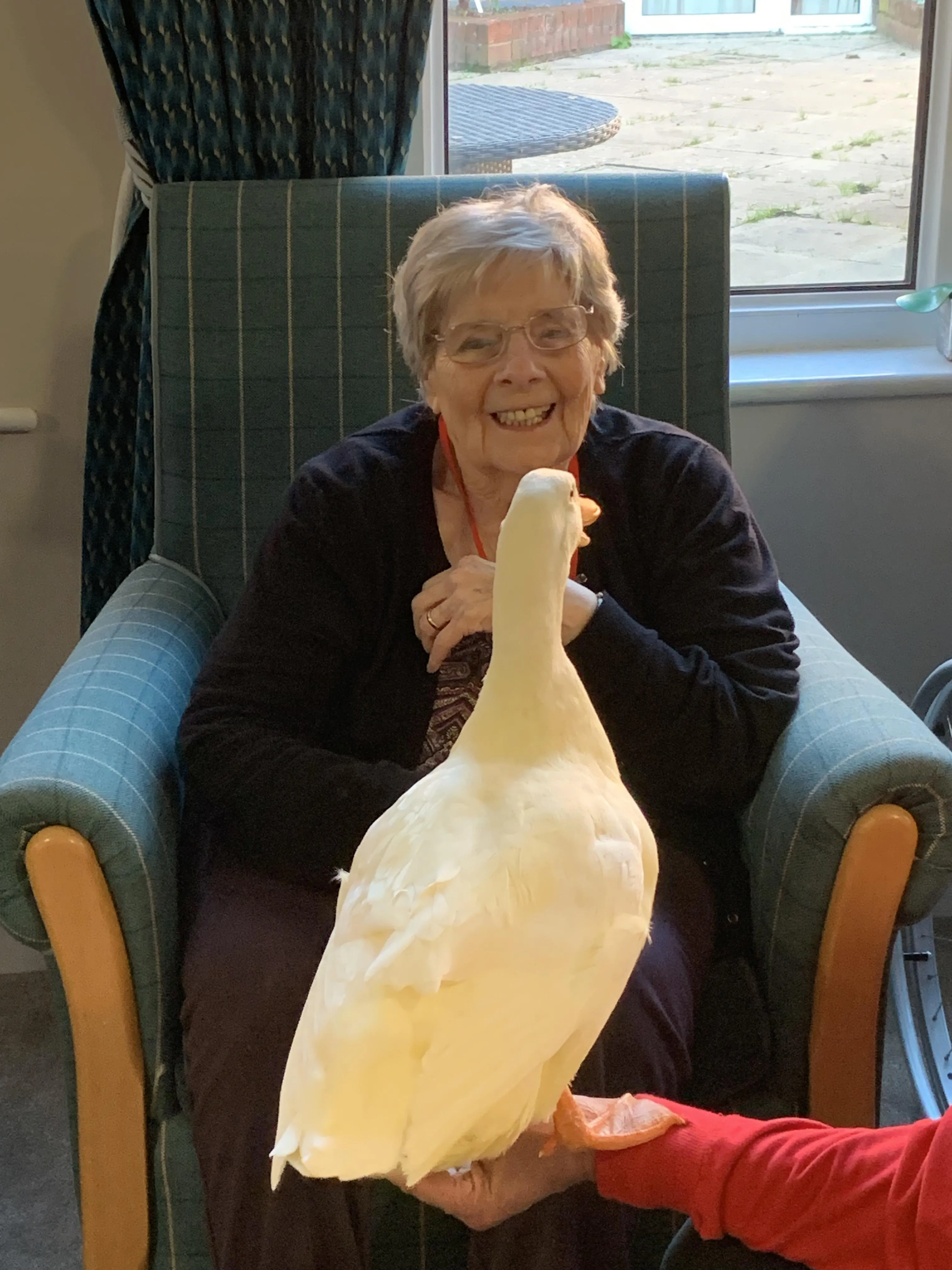 Therapy ducks 