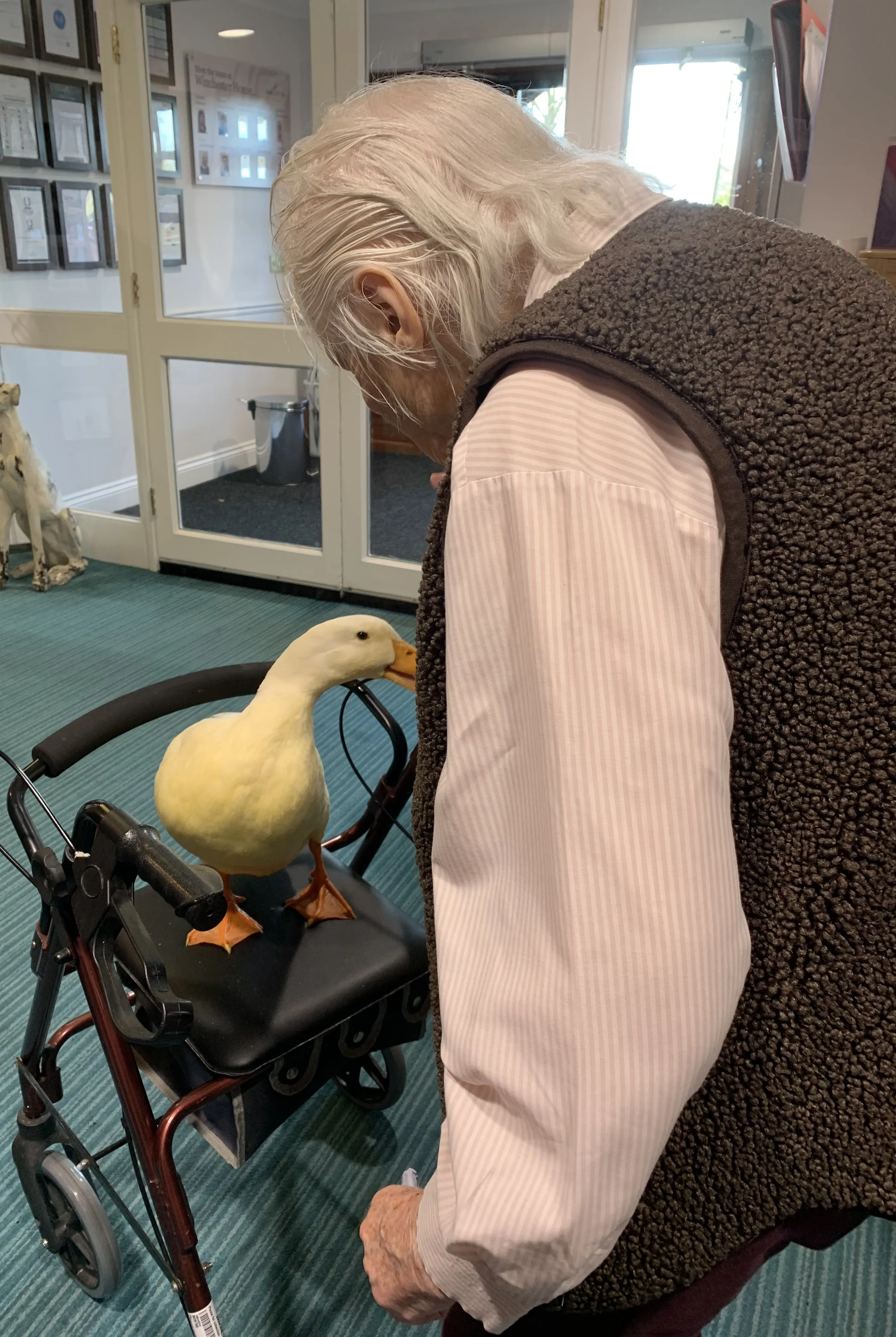 Therapy ducks 