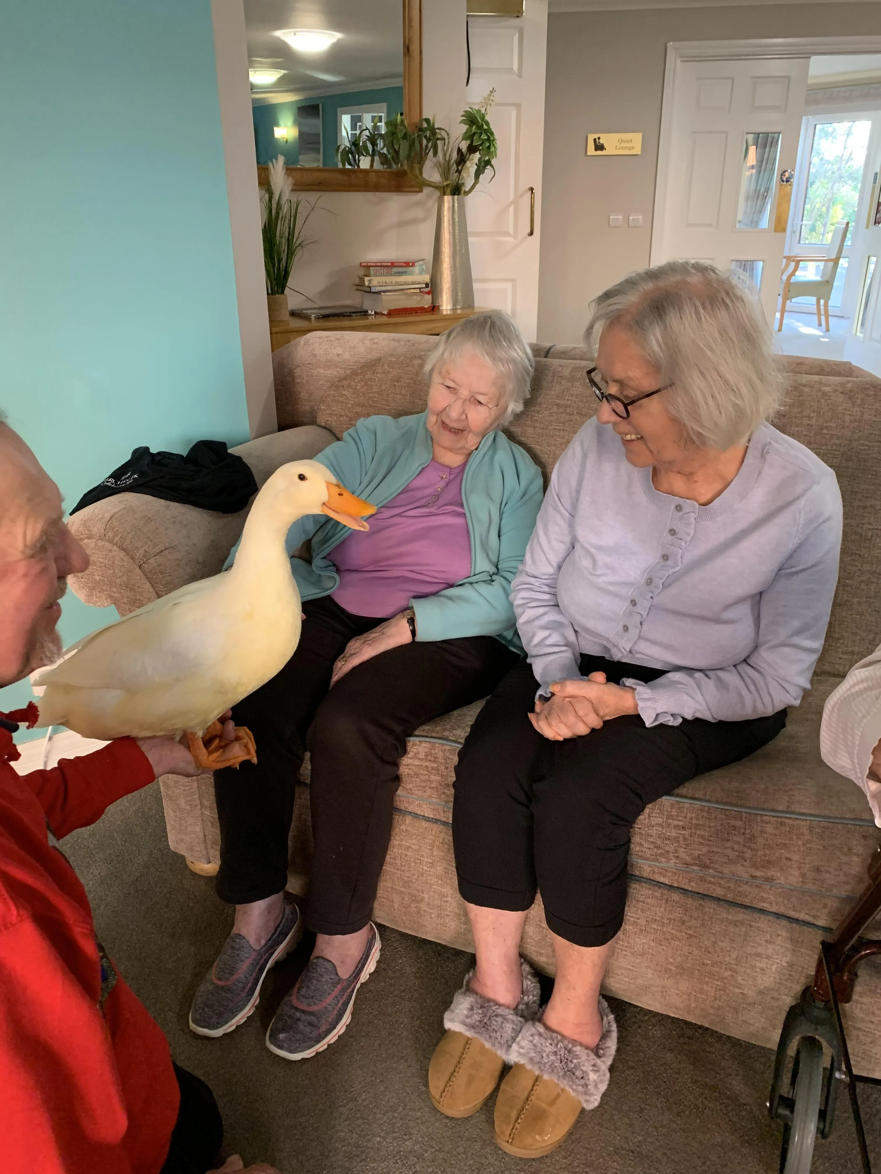 Therapy ducks 