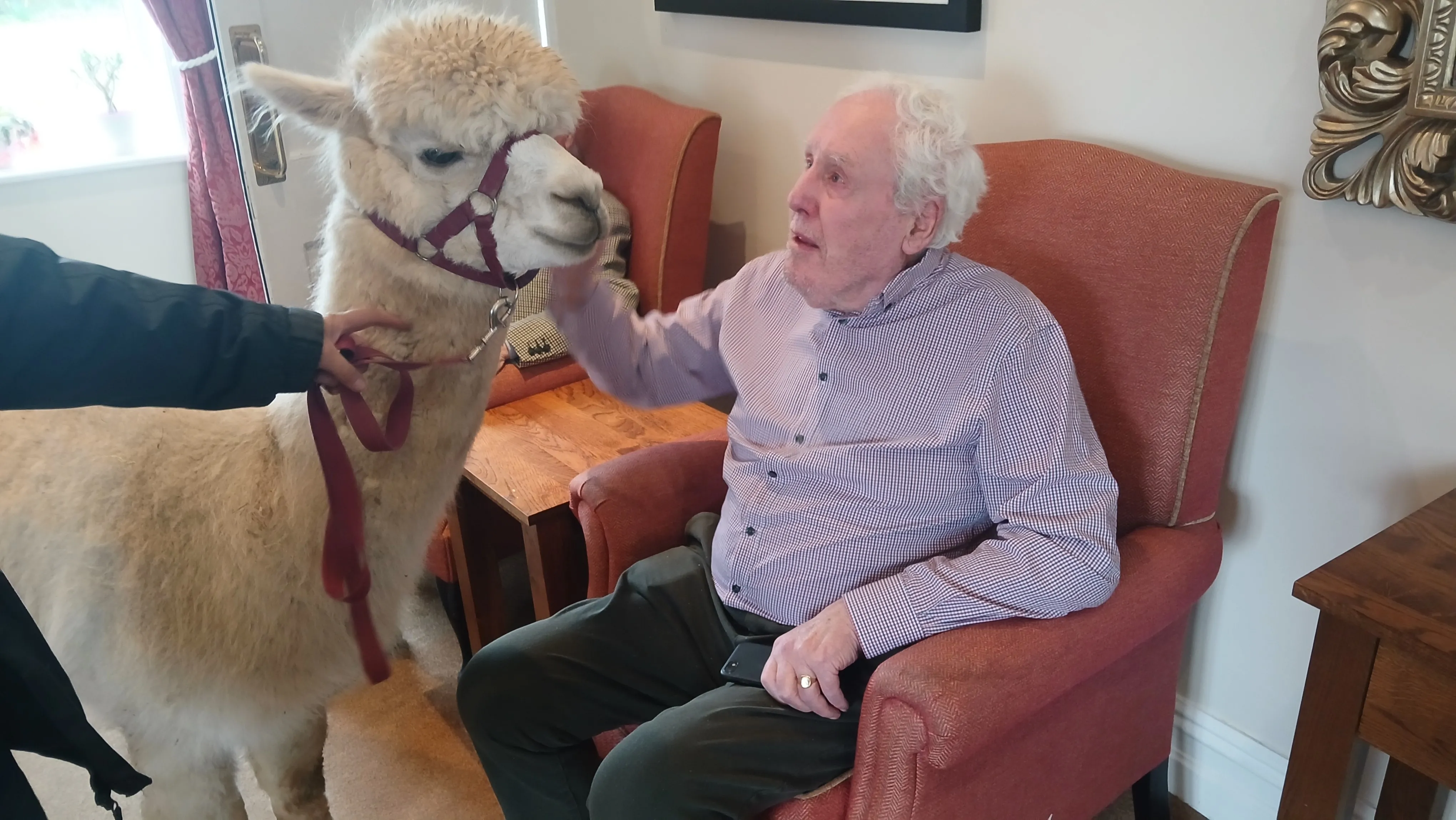 Alpaca visit