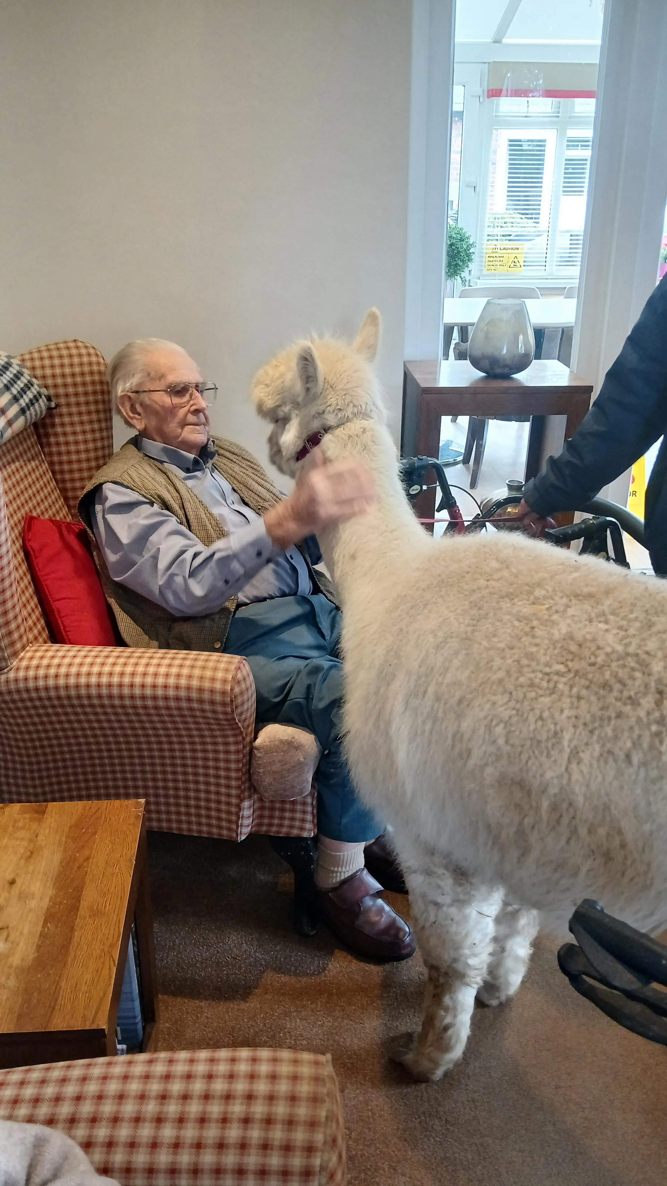 Alpaca visit