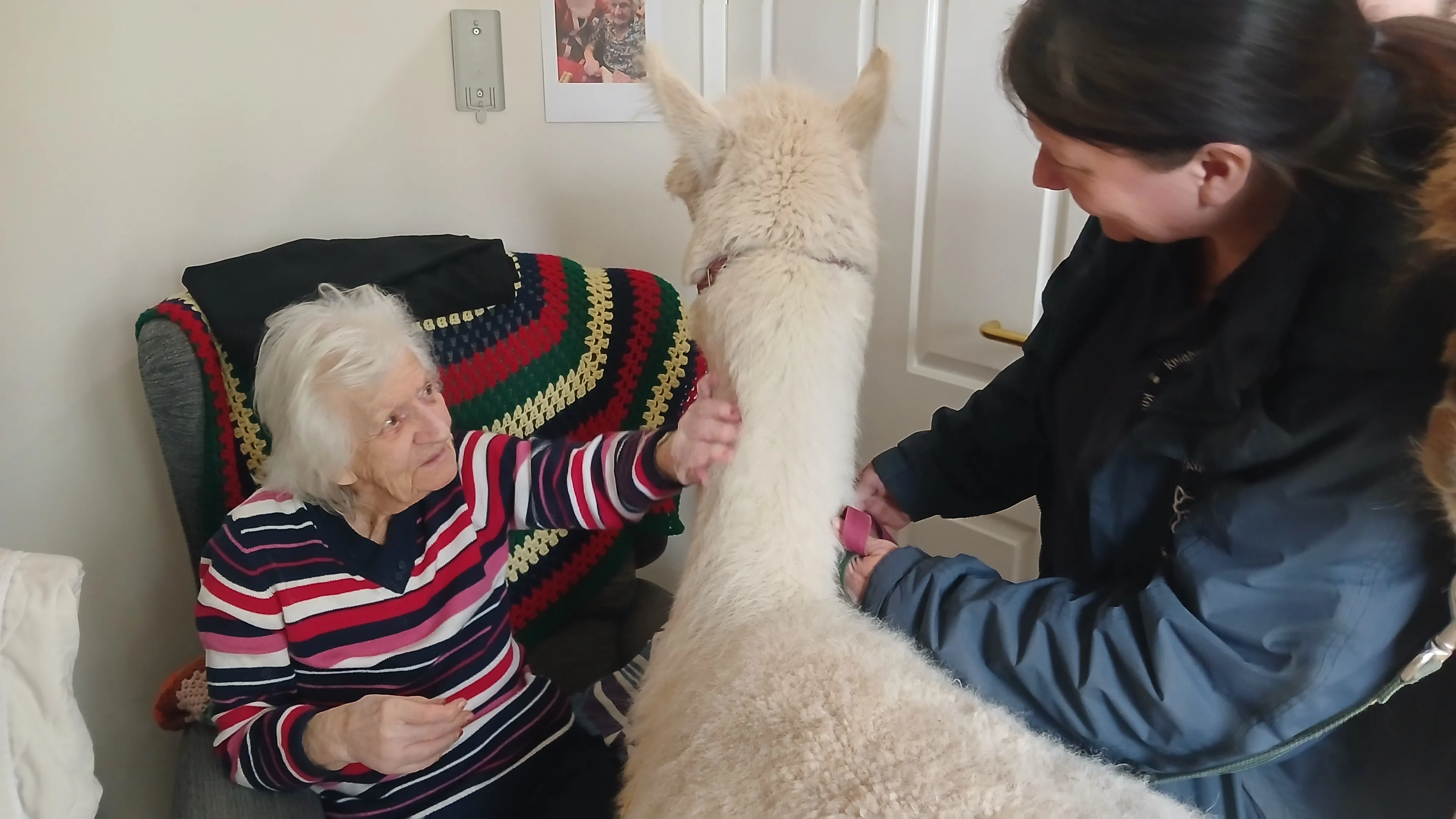 Alpaca visit