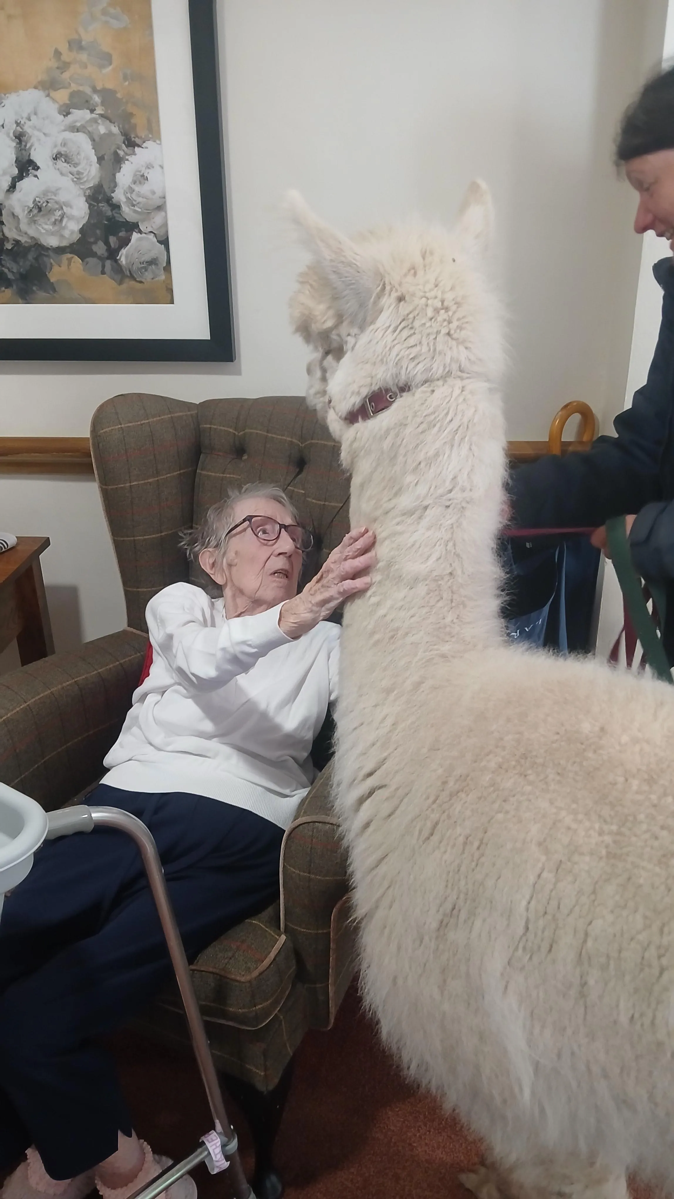 Alpaca visit